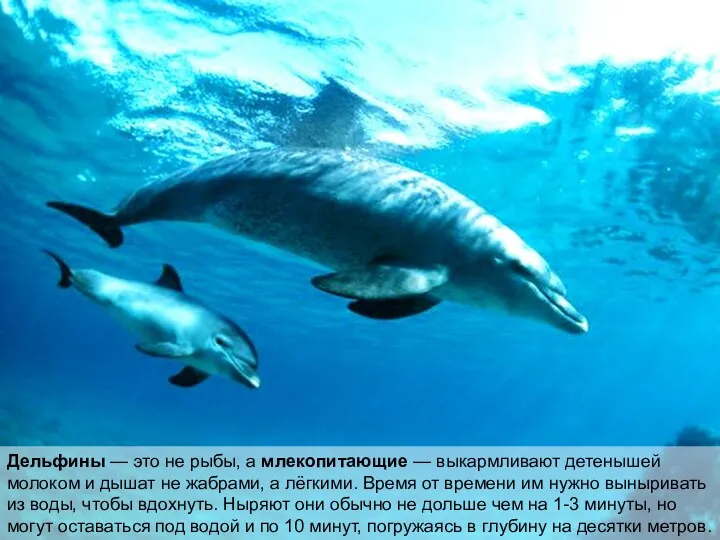Дельфины — это не рыбы, а млекопитающие — выкармливают детенышей