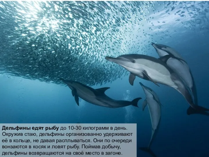 Дельфины едят рыбу до 10-30 килограмм в день. Окружив стаю,