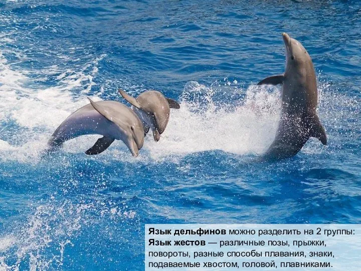 Язык дельфинов можно разделить на 2 группы: Язык жестов —