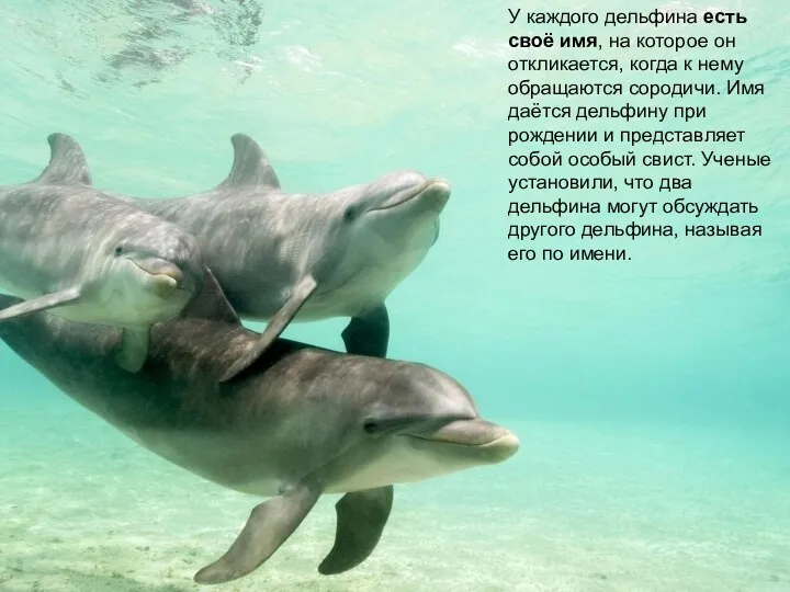 У каждого дельфина есть своё имя, на которое он откликается,