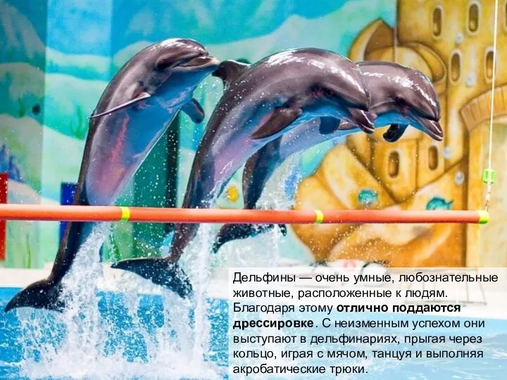 Дельфины — очень умные, любознательные животные, расположенные к людям. Благодаря