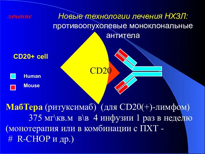 Новые технологии лечения НХЗЛ: противоопухолевые моноклональные антитела CD20+ cell Human Mouse МабТера (ритуксимаб)