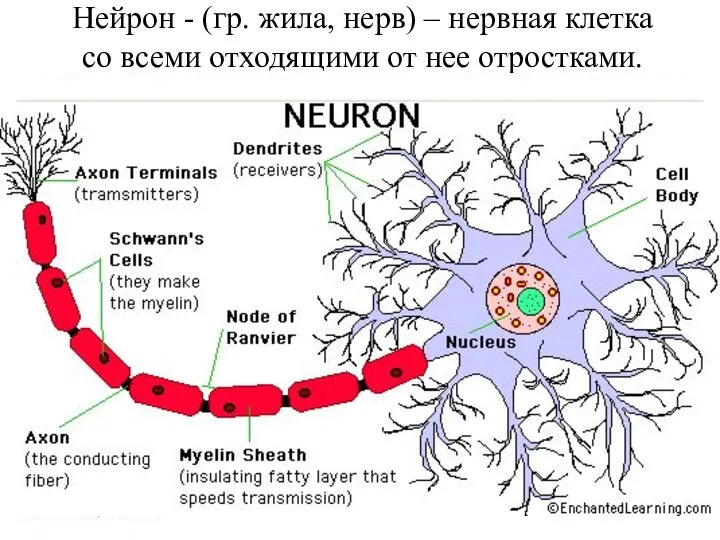 Нейрон - (гр. жила, нерв) – нервная клетка со всеми отходящими от нее отростками.