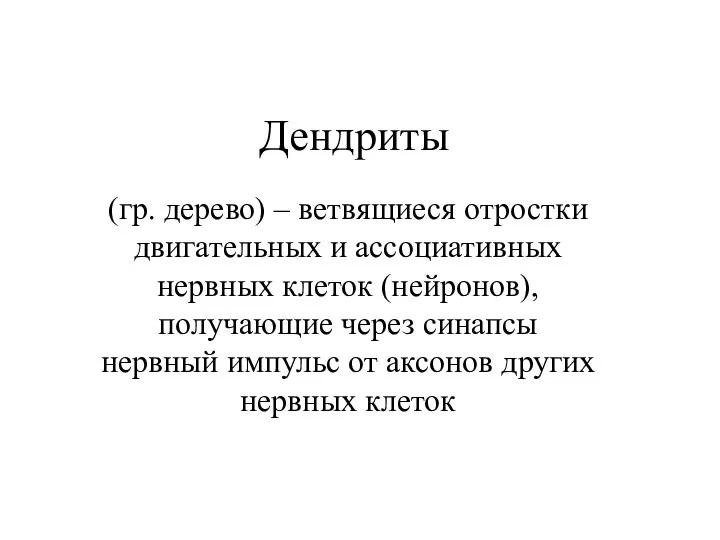 Дендриты (гр. дерево) – ветвящиеся отростки двигательных и ассоциативных нервных