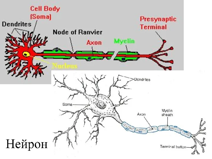 Нейрон