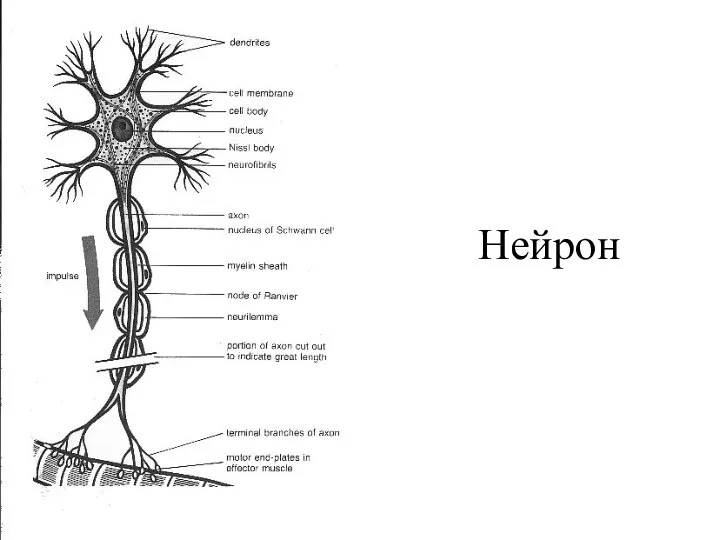 Нейрон