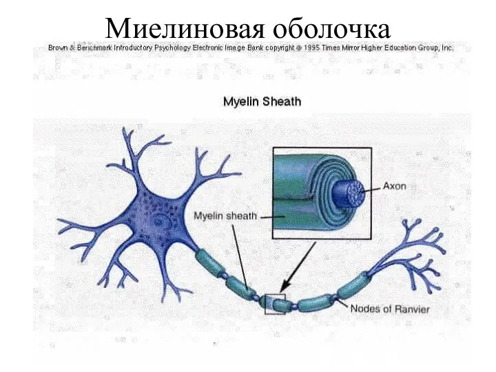 Миелиновая оболочка