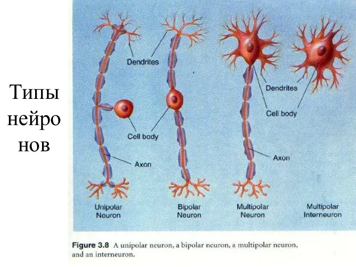 Типы нейронов