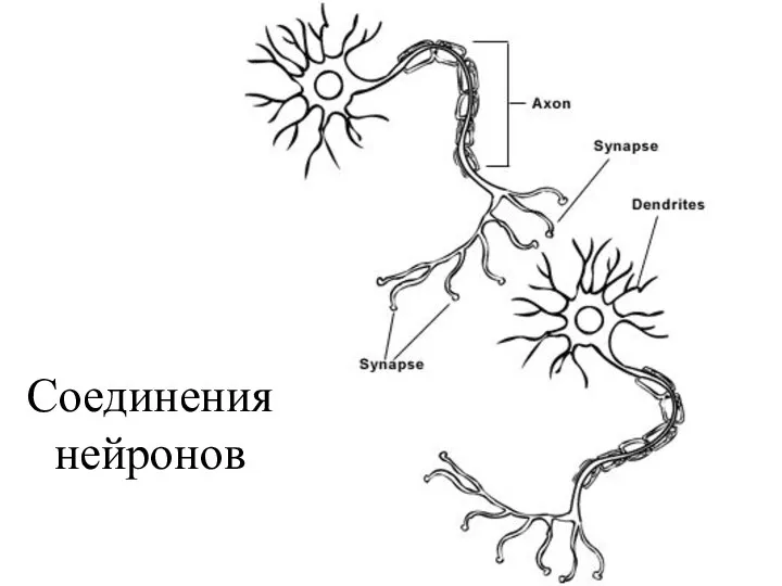Соединения нейронов