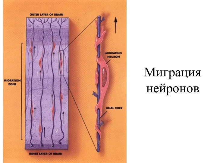 Миграция нейронов