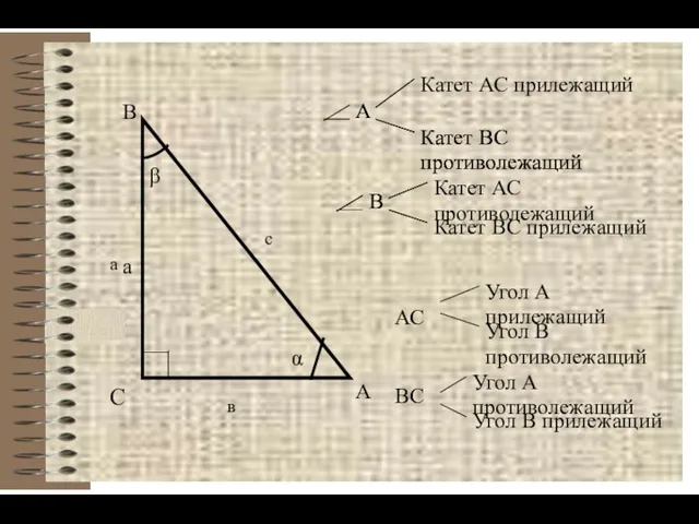 С А В в с а а α β А Катет АС прилежащий