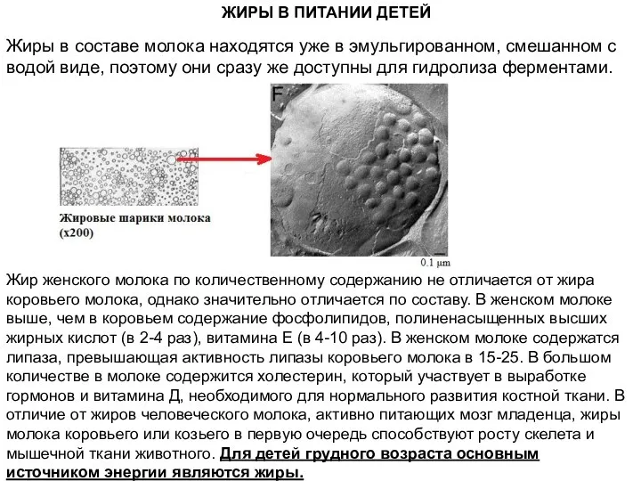 ЖИРЫ В ПИТАНИИ ДЕТЕЙ Жир женского молока по количественному содержанию