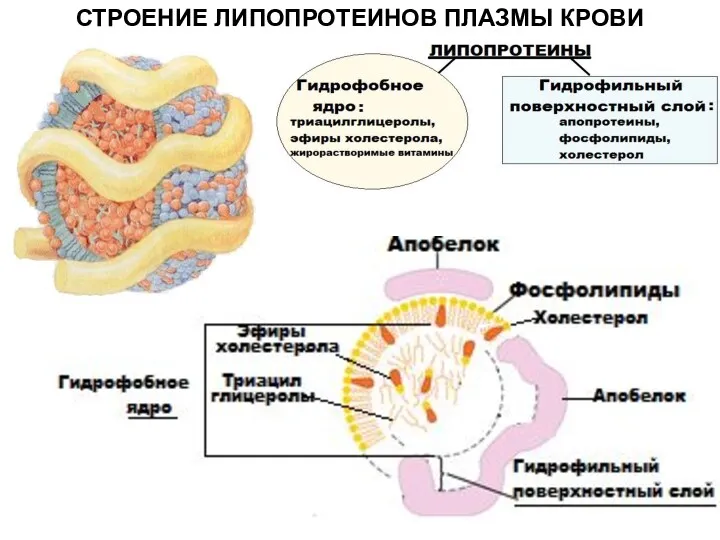 СТРОЕНИЕ ЛИПОПРОТЕИНОВ ПЛАЗМЫ КРОВИ