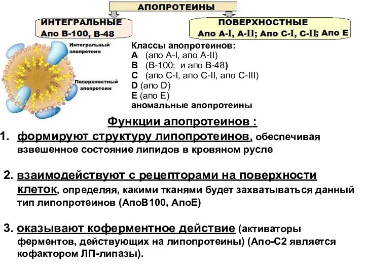 Функции апопротеинов : формируют структуру липопротеинов, обеспечивая взвешенное состояние липидов