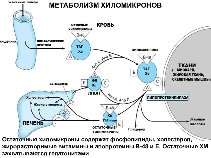 МЕТАБОЛИЗМ ХИЛОМИКРОНОВ Остаточные хиломикроны содержат фосфолипиды, холестерол, жирорастворимые витамины и