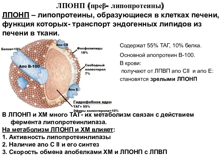 ЛПОНП (преβ- липопротеины) ЛПОНП – липопротеины, образующиеся в клетках печени,