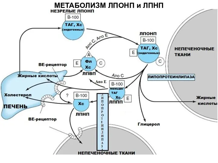 МЕТАБОЛИЗМ ЛПОНП и ЛПНП