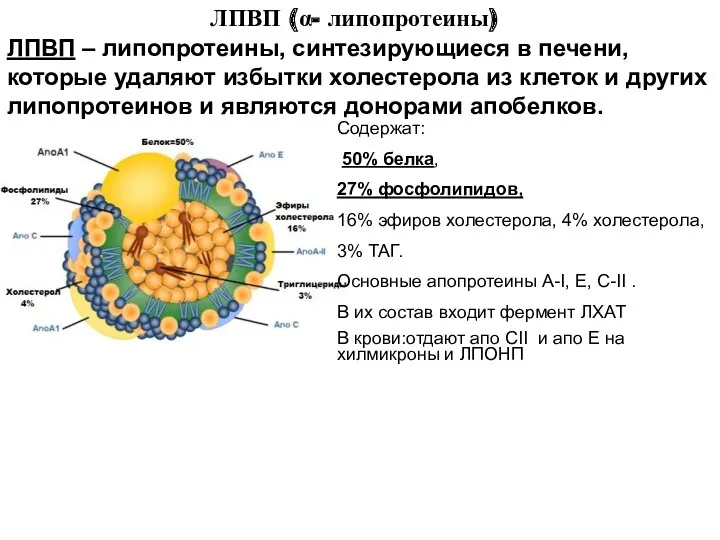 ЛПВП (α- липопротеины) ЛПВП – липопротеины, синтезирующиеся в печени, которые