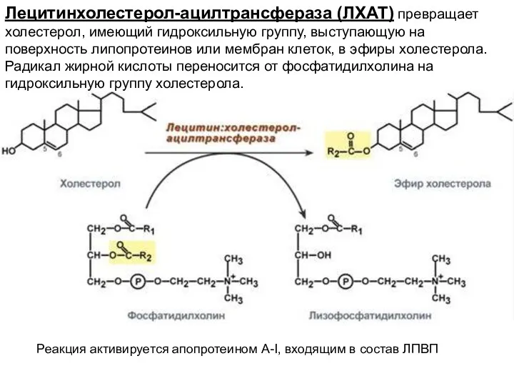 Лецитинхолестерол-ацилтрансфераза (ЛХАТ) превращает холестерол, имеющий гидроксильную группу, выступающую на поверхность