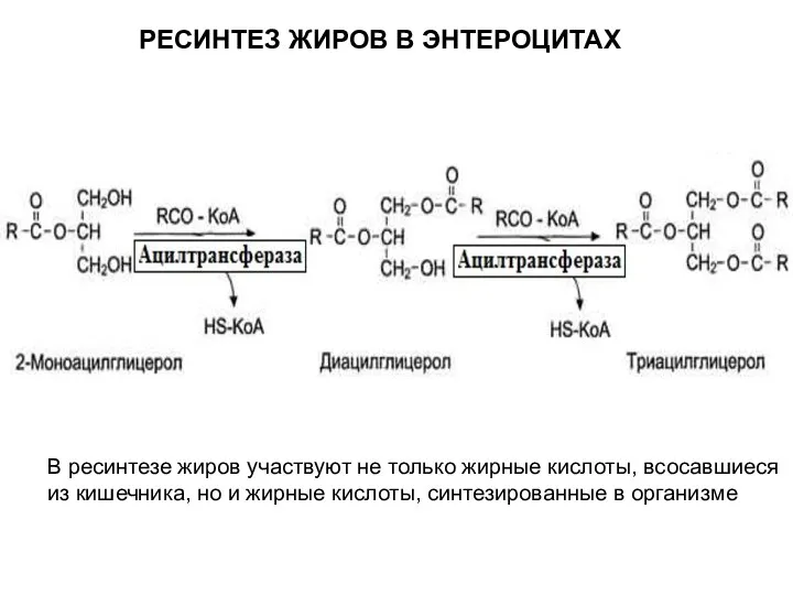 В ресинтезе жиров участвуют не только жирные кислоты, всосавшиеся из