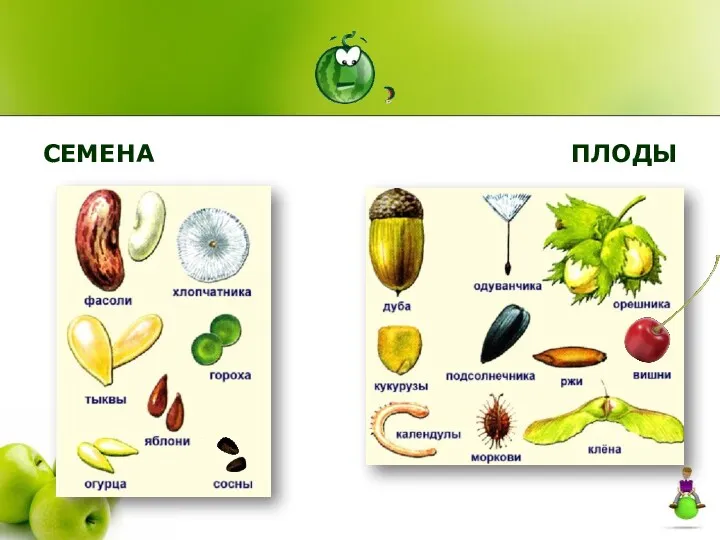 СЕМЕНА ПЛОДЫ