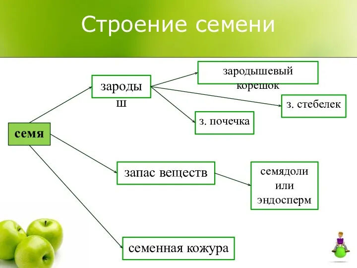 Строение семени семя зародыш запас веществ семенная кожура зародышевый корешок