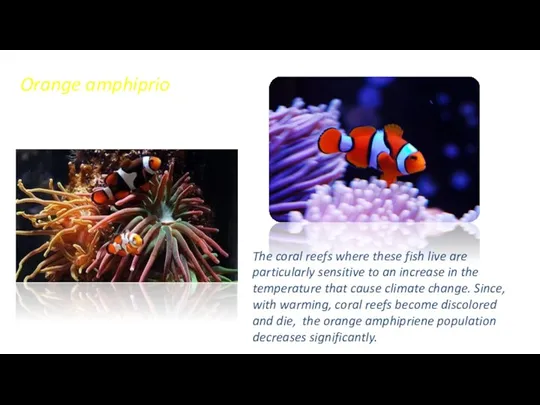 Orange amphiprio The coral reefs where these fish live are