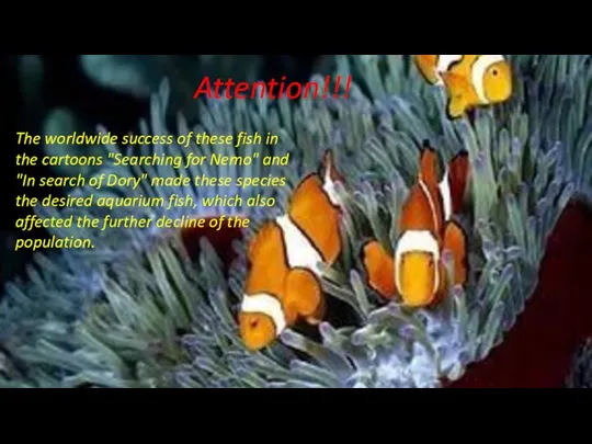 The worldwide success of these fish in the cartoons "Searching