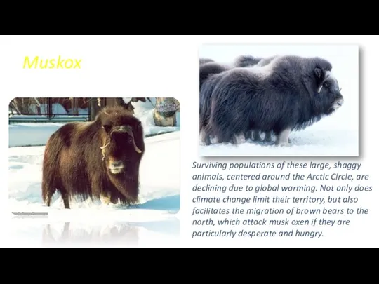 Surviving populations of these large, shaggy animals, centered around the