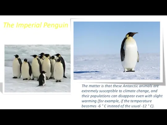 The Imperial Penguin The matter is that these Antarctic animals