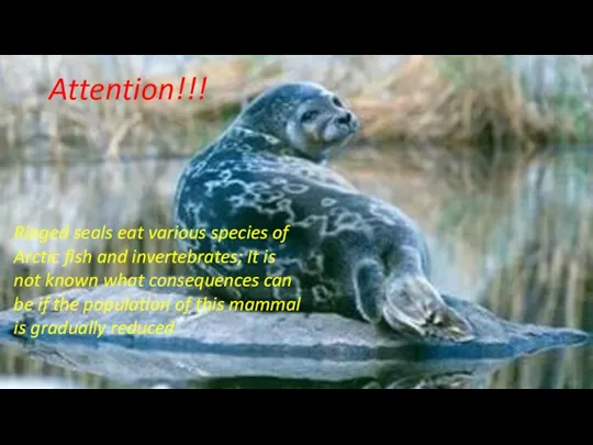 Attention!!! Ringed seals eat various species of Arctic fish and