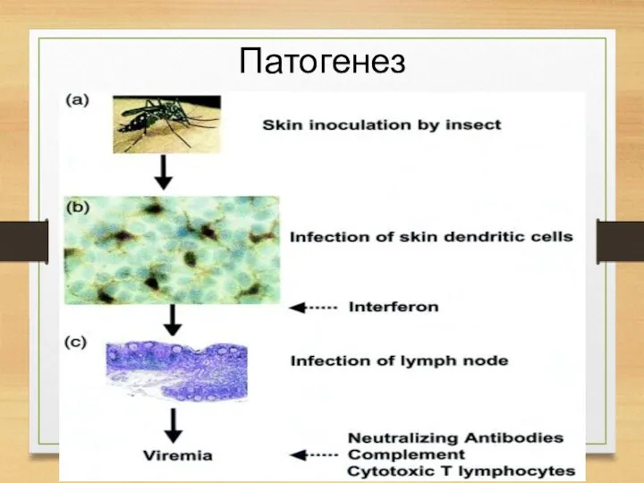 Патогенез