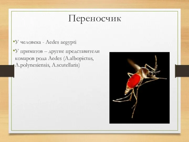 Переносчик У человека - Aedes aegypti У приматов – другие представители комаров рода