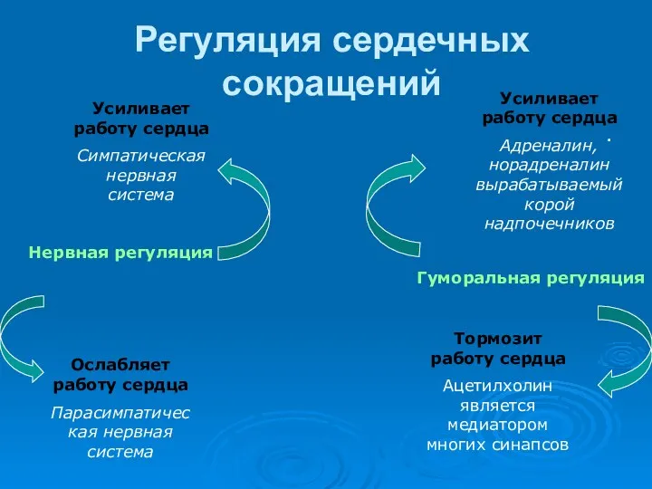 Регуляция сердечных сокращений . Нервная регуляция Усиливает работу сердца Симпатическая