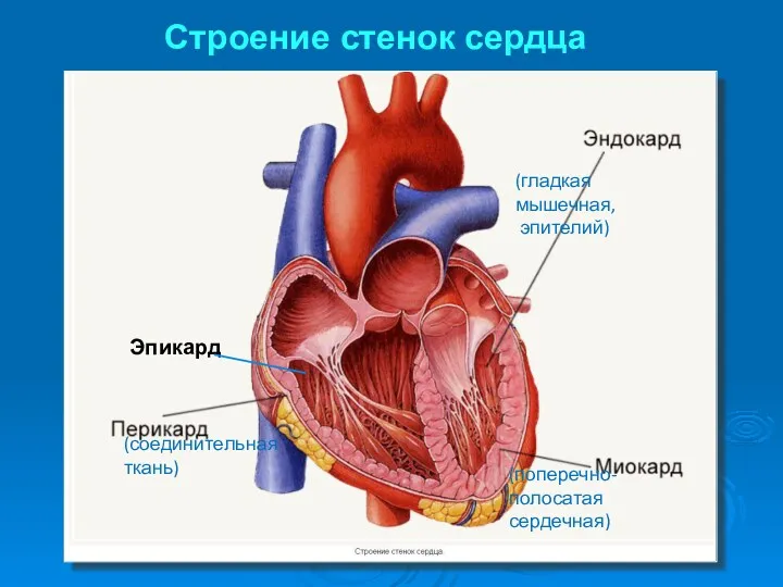 Строение стенок сердца (соединительная ткань) (поперечно-полосатая сердечная) (гладкая мышечная, эпителий) Эпикард