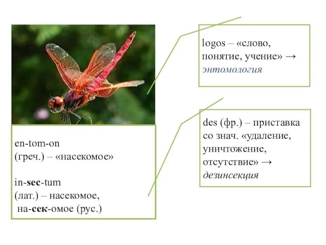 en-tom-on (греч.) – «насекомое» in-sec-tum (лат.) – насекомое, на-сек-омое (рус.)