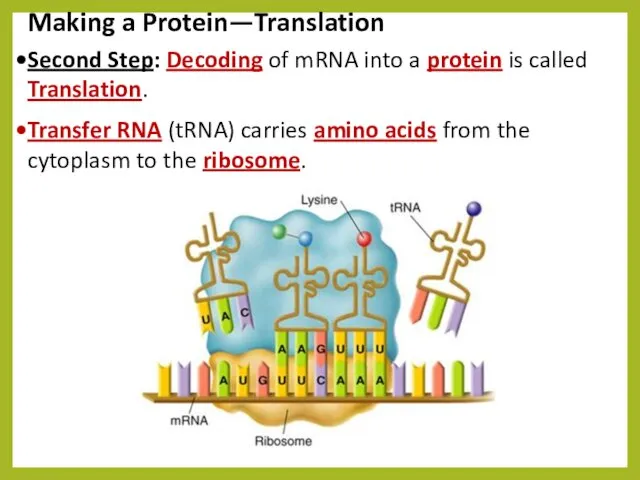 Making a Protein—Translation Second Step: Decoding of mRNA into a