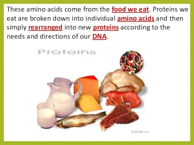 These amino acids come from the food we eat. Proteins