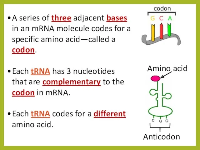 A series of three adjacent bases in an mRNA molecule