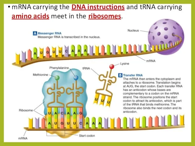 mRNA carrying the DNA instructions and tRNA carrying amino acids meet in the ribosomes.