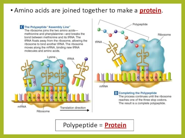 Amino acids are joined together to make a protein. Polypeptide = Protein