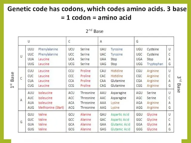 Genetic code has codons, which codes amino acids. 3 base = 1 codon = amino acid