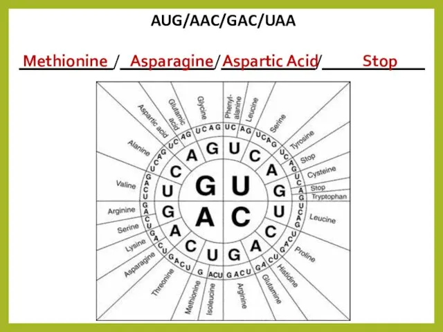 AUG/AAC/GAC/UAA ___________/___________/___________/____________ Methionine Asparagine Aspartic Acid Stop