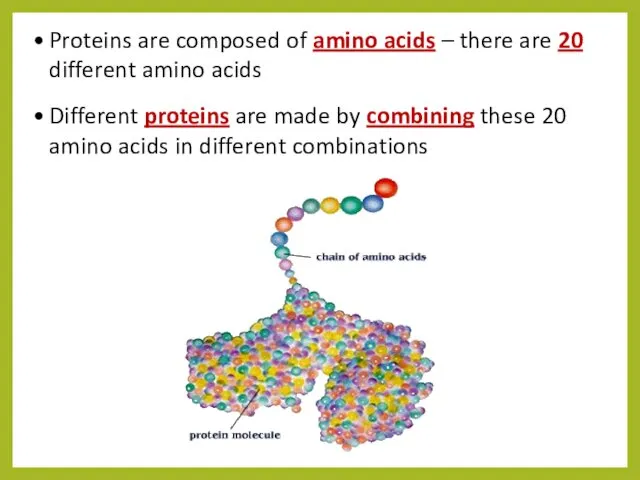 Proteins are composed of amino acids – there are 20
