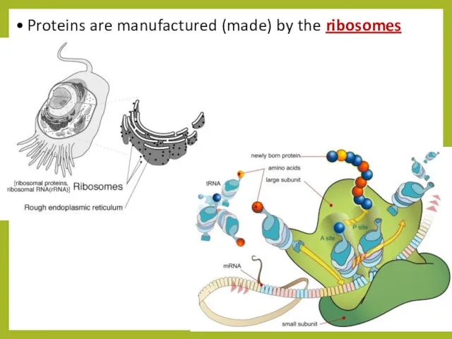 Proteins are manufactured (made) by the ribosomes