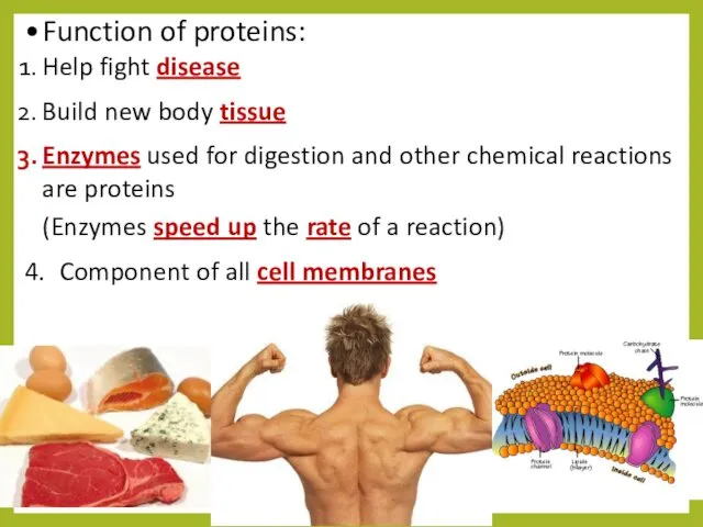 Function of proteins: Help fight disease Build new body tissue