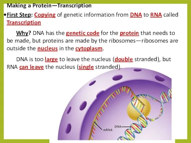 Making a Protein—Transcription First Step: Copying of genetic information from