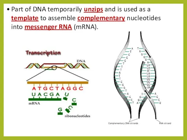 Part of DNA temporarily unzips and is used as a