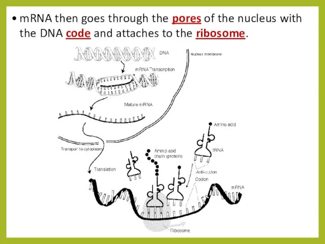 mRNA then goes through the pores of the nucleus with