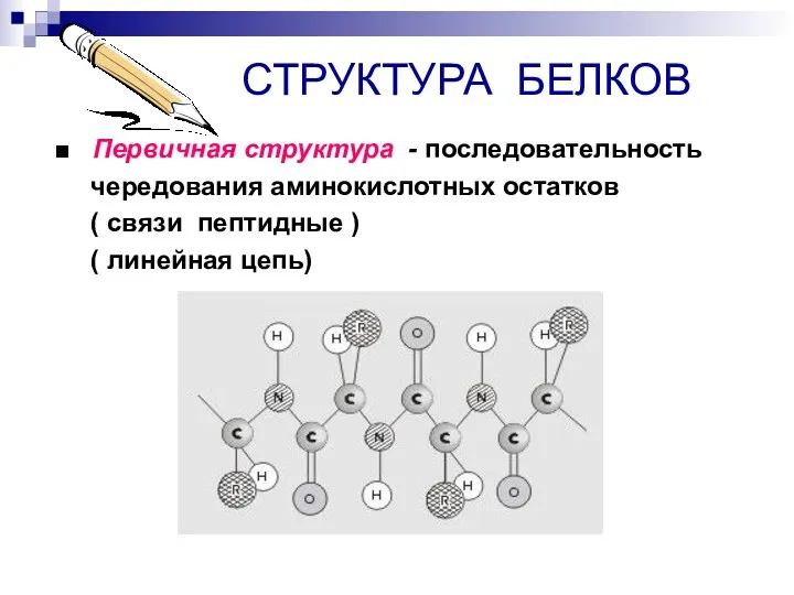 СТРУКТУРА БЕЛКОВ ■ Первичная структура - последовательность чередования аминокислотных остатков ( связи пептидные